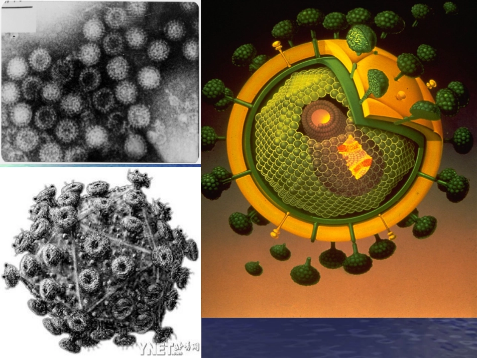 水产养殖病害_第2页