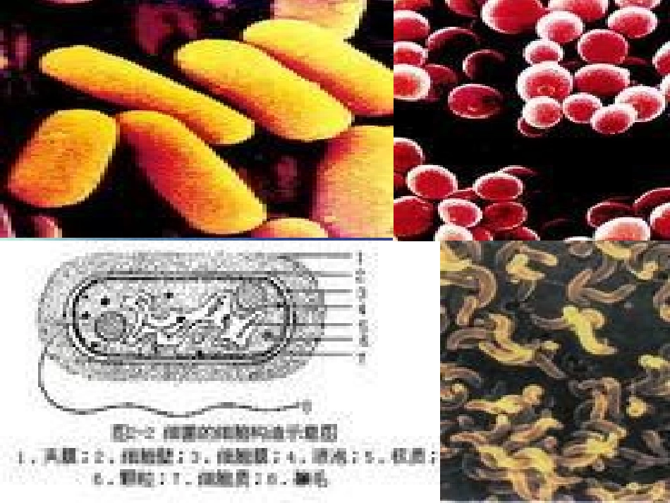 水产养殖病害_第3页