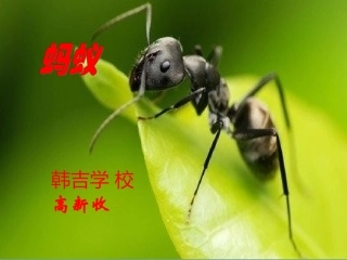 蚂蚁(青岛版科学三下)-高新收免费课件