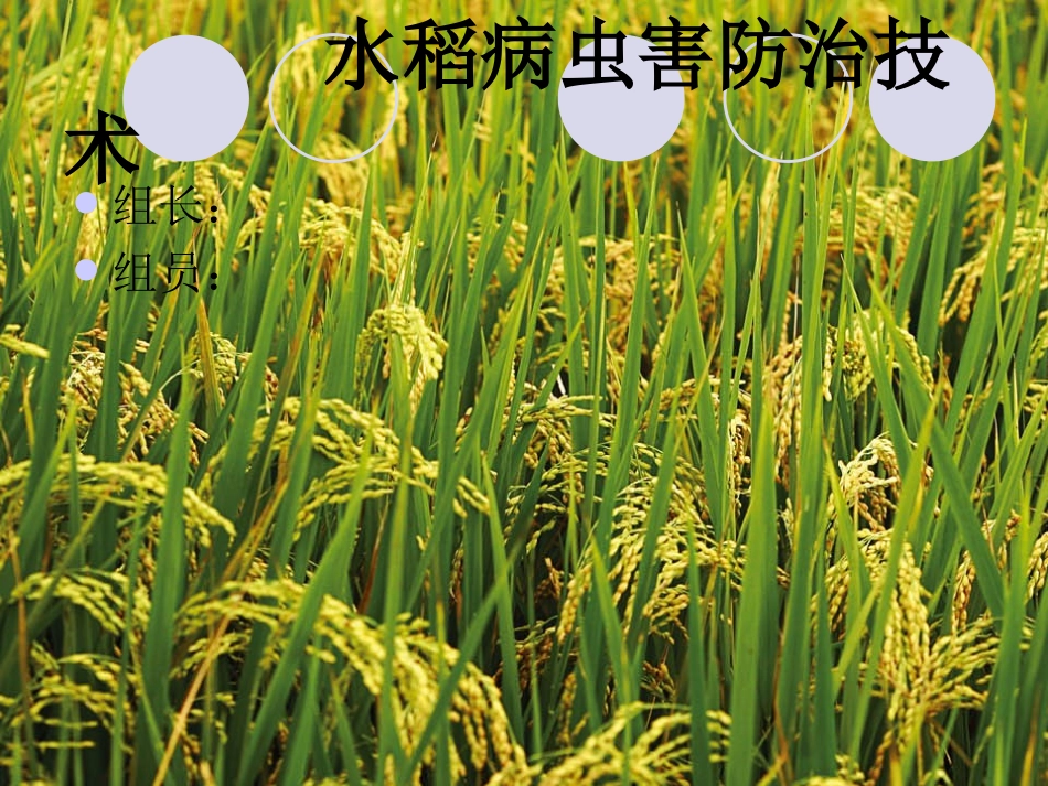 水稻病虫害防治技术_第1页