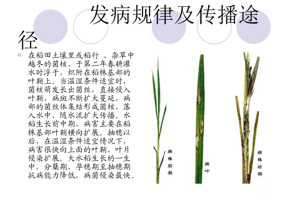 水稻病虫害防治技术_第3页