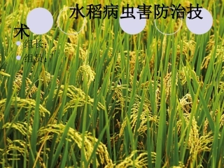 水稻病虫害防治技术