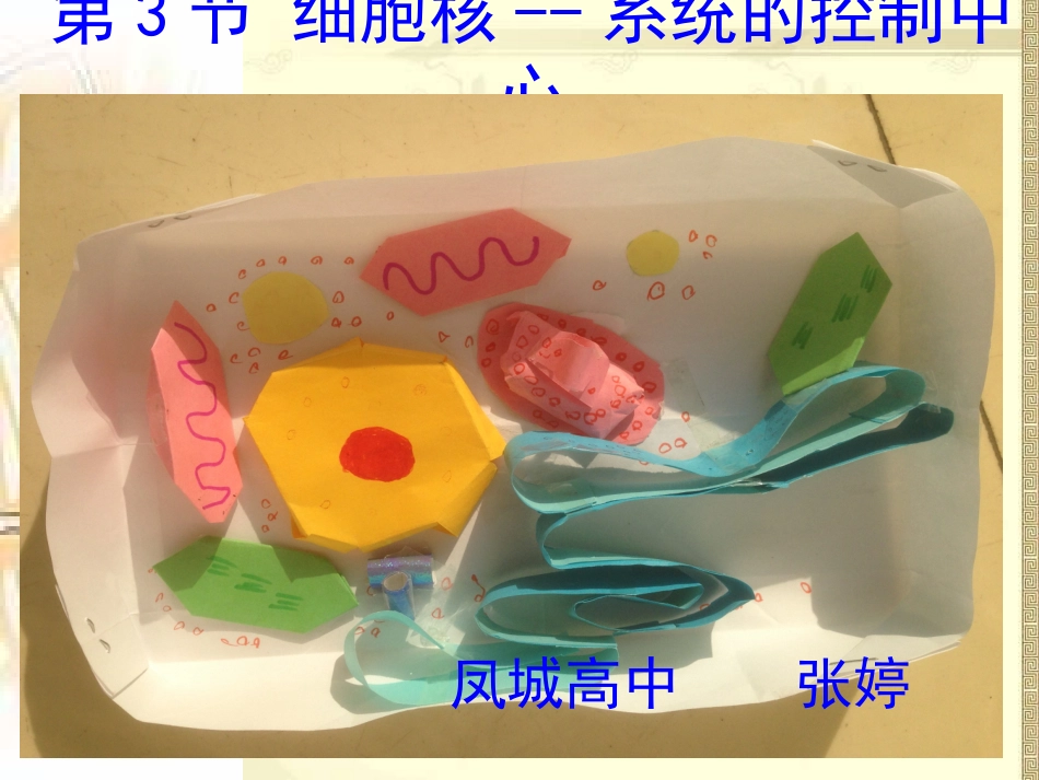 细胞核-张婷_第1页