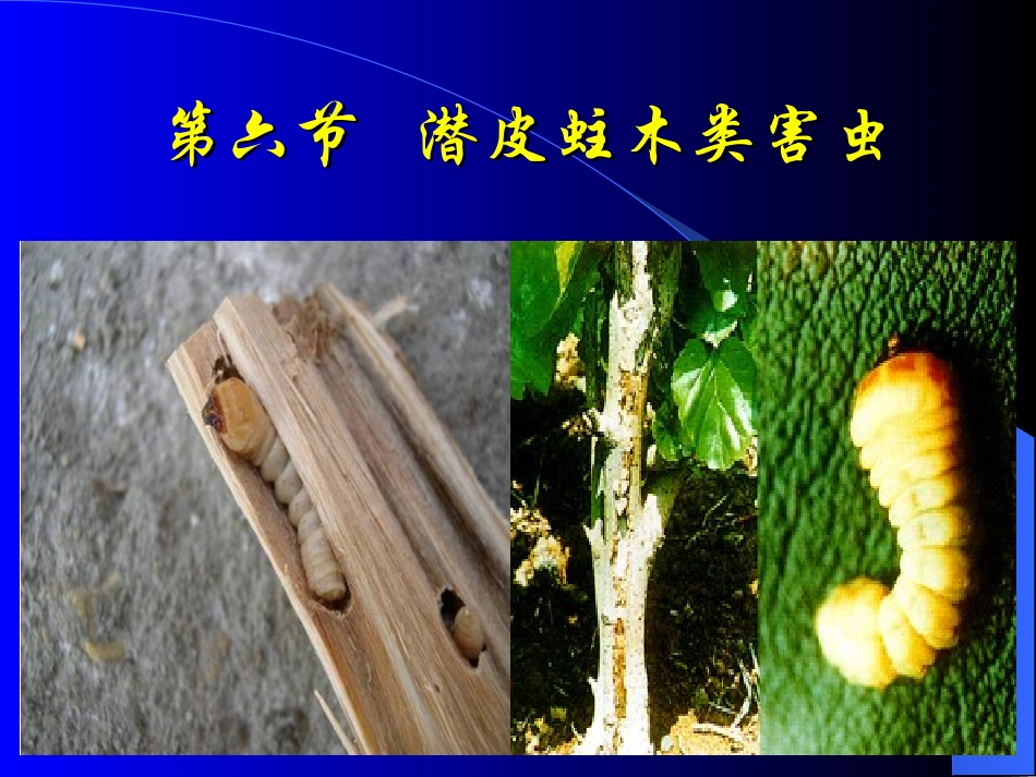 第三章 果树害虫(6-8节)_第1页