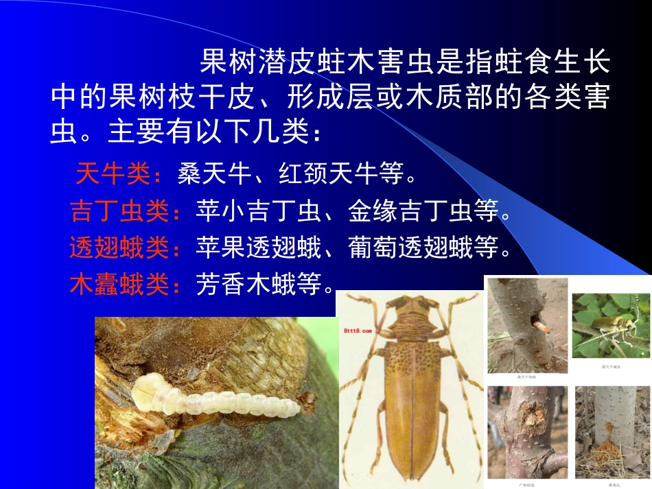 第三章 果树害虫(6-8节)_第2页