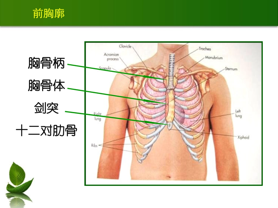 胸肺检查20110926_第3页
