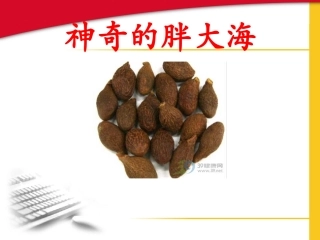 神奇的胖大海作文