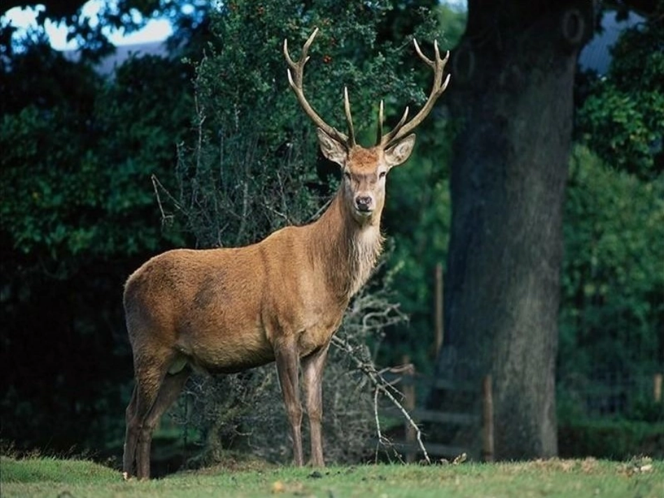 狮子和鹿 (2)_第2页