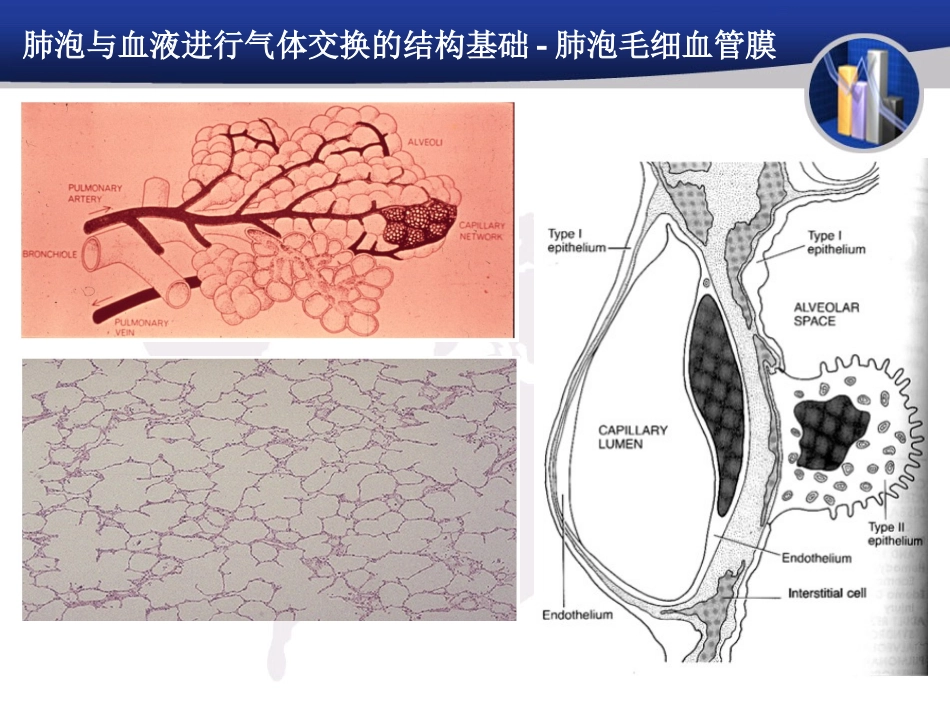 呼吸系统疾病的病理生理学_第3页