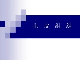 w1上皮组织