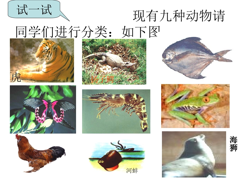 常见的动物3_第2页