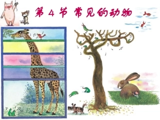 常见的动物3