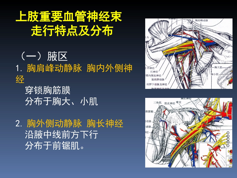 罗英瑾07 四肢局解小结_第2页