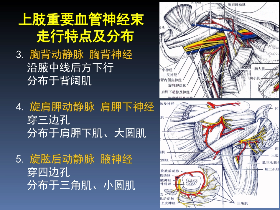 罗英瑾07 四肢局解小结_第3页