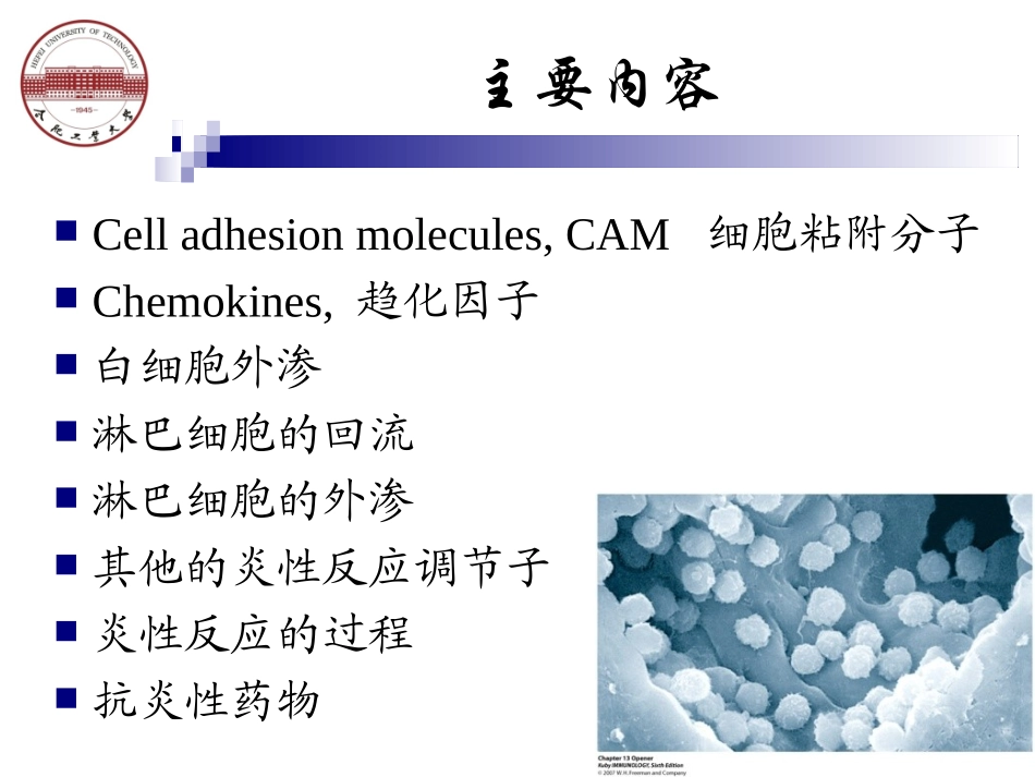 第八章 白细胞的活化与迁移_第2页