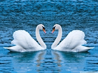 语文园地6展示台