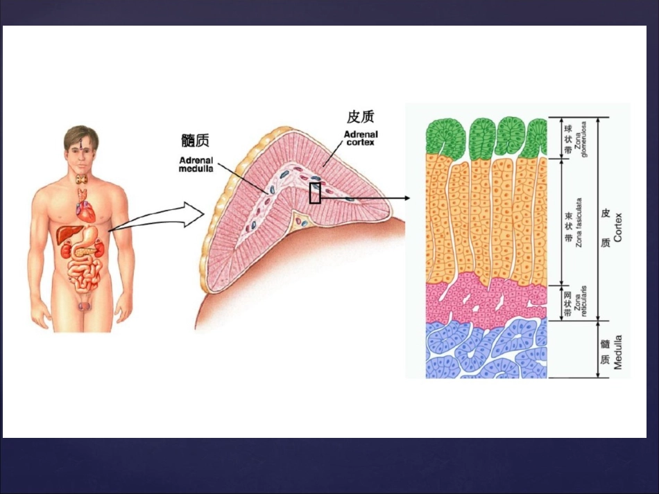 库欣综合征专家共识自创_第2页