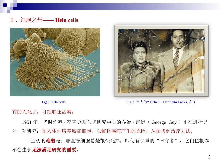 Hela细胞的研究及对癌症研究的贡献_第2页