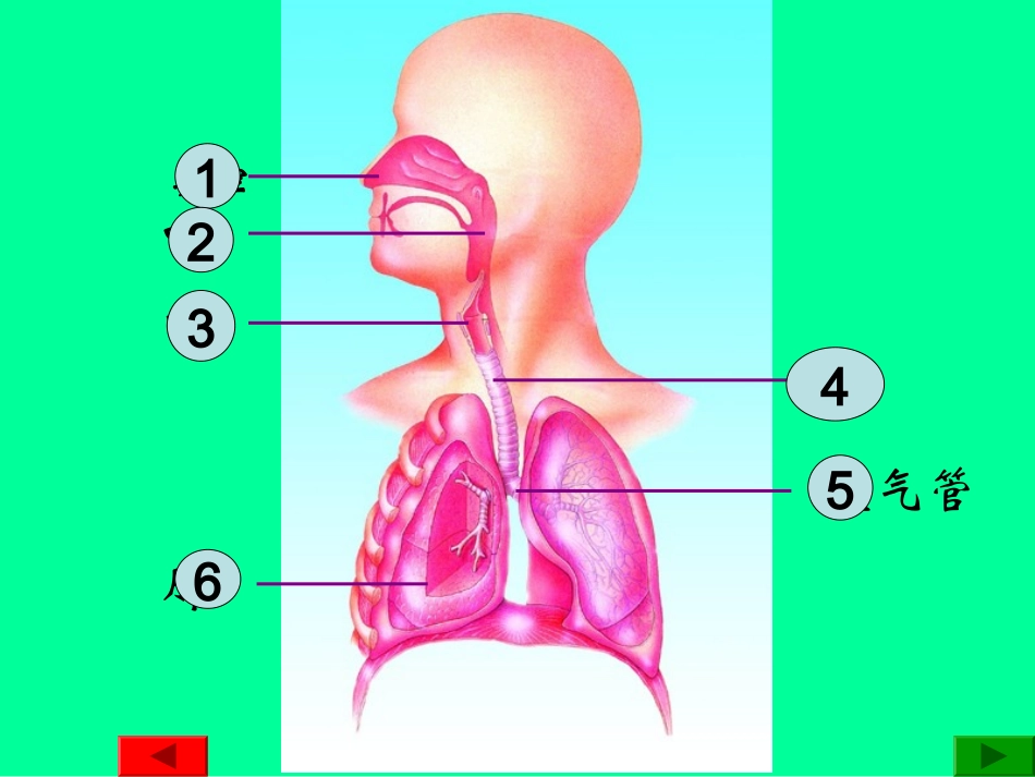 人体与外界的气体交换-济南板2012.2.26_第3页
