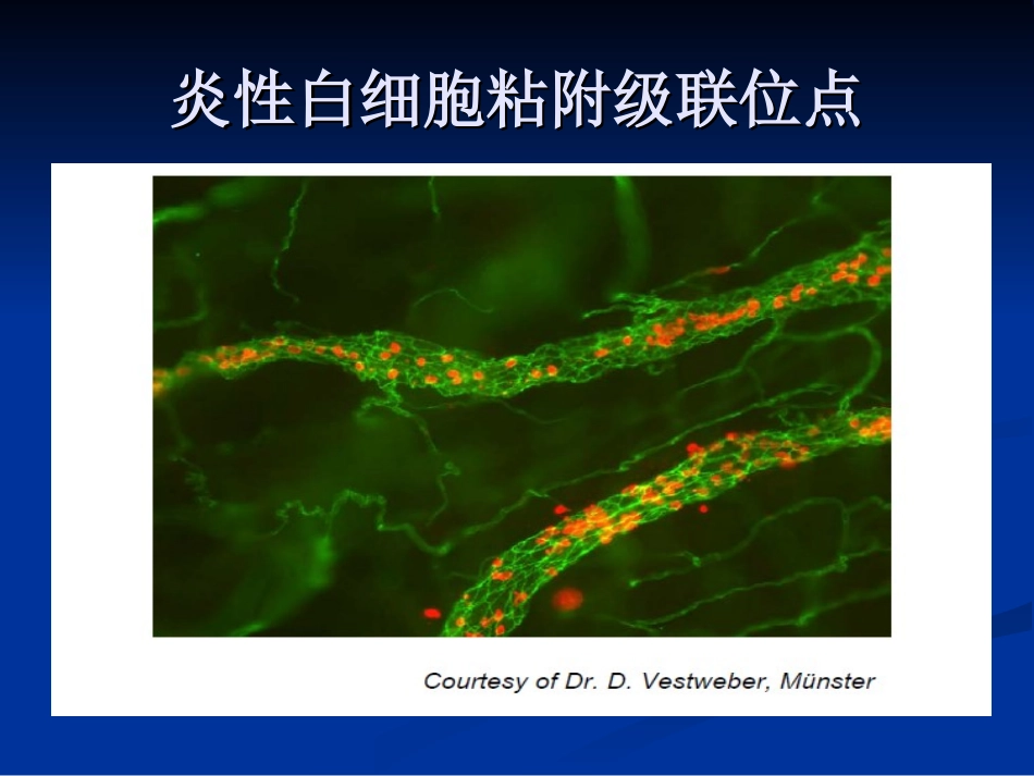 中性粒细胞：免疫_第3页