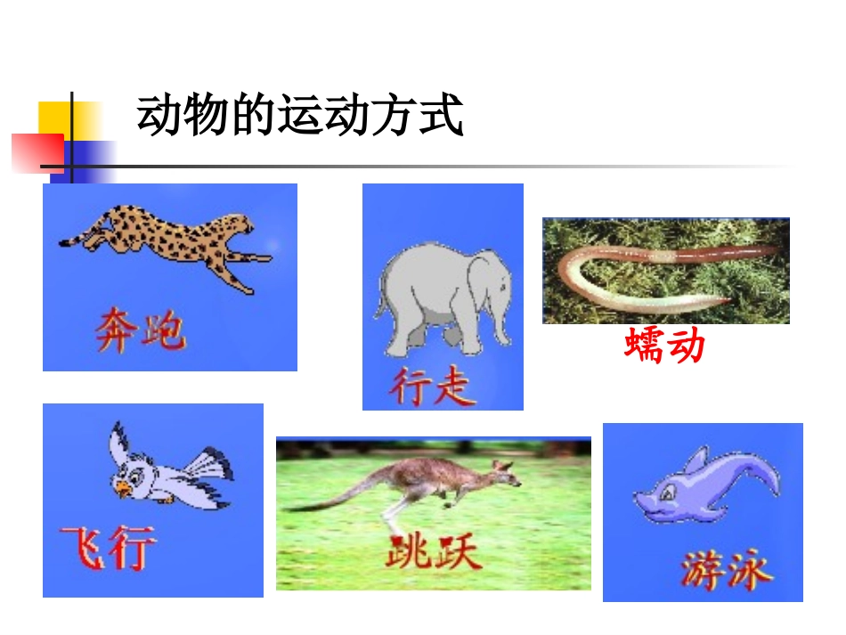 第五单元第二章第一节动物的运动课件_第3页