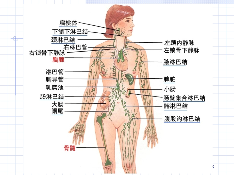 免疫学组织和器官_第3页