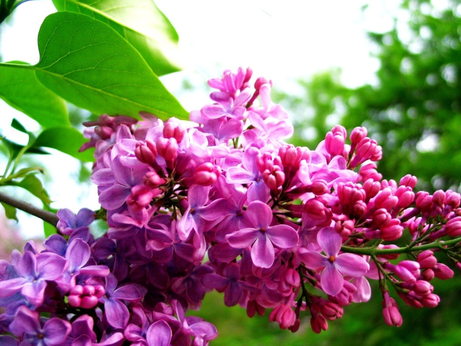 二年级上册《一株紫丁香》_第3页