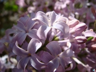 二年级上册《一株紫丁香》