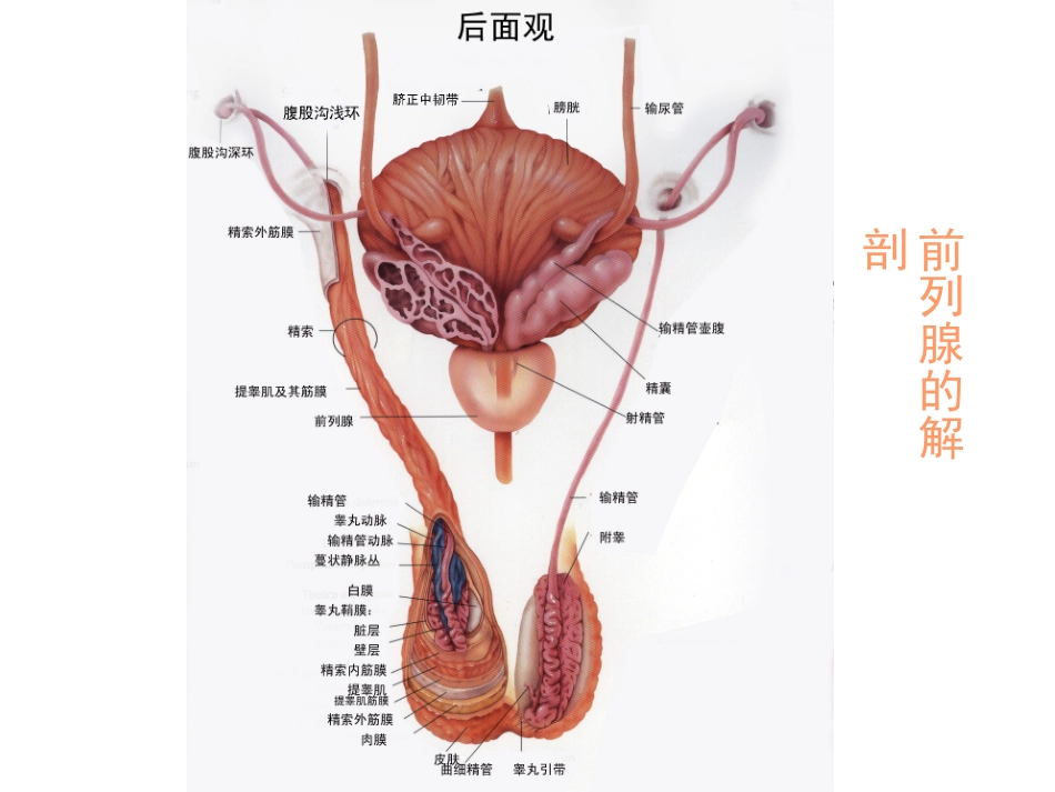 前-列-腺-炎综合征(张志超)_第3页