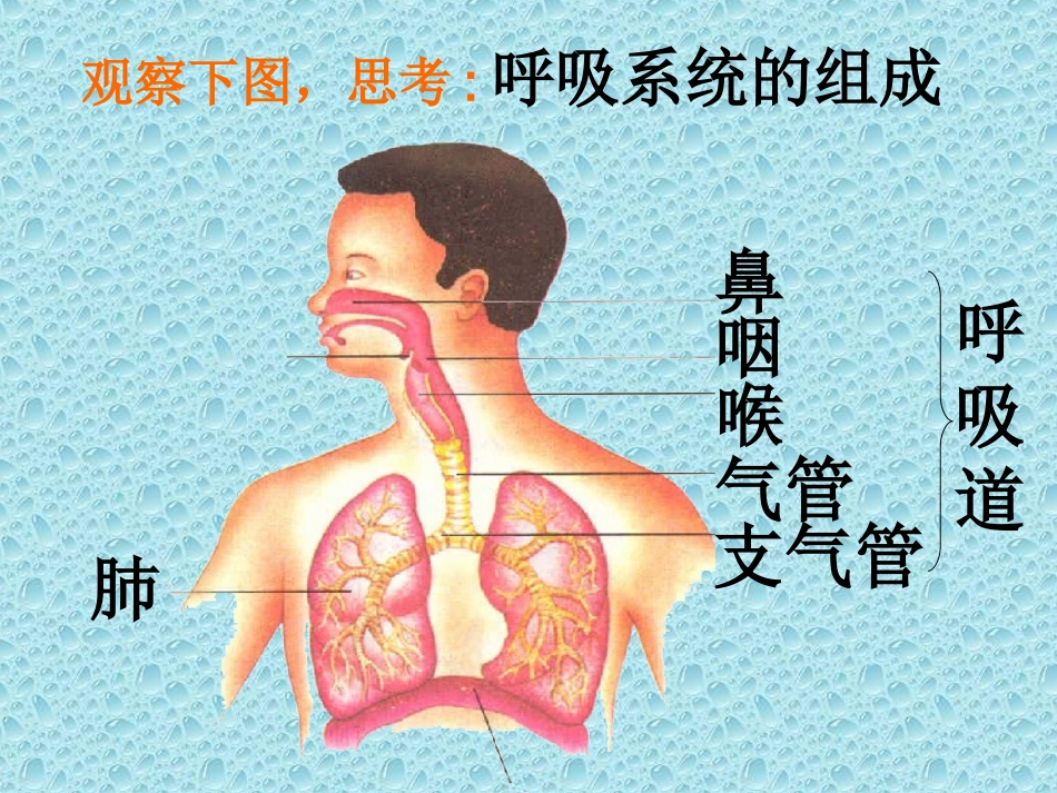 呼吸道对空气处理ppt_第2页