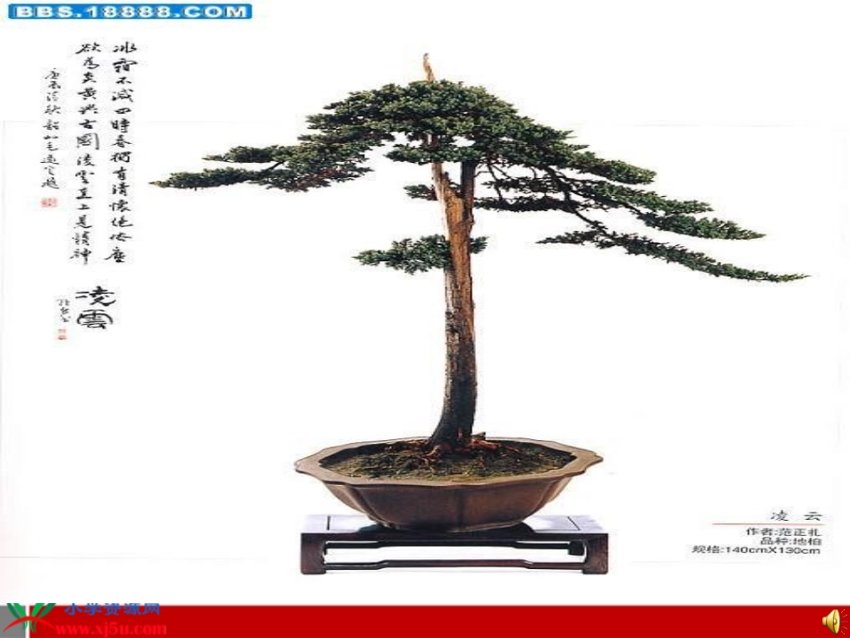 三年级小松树课件苏教版_第1页