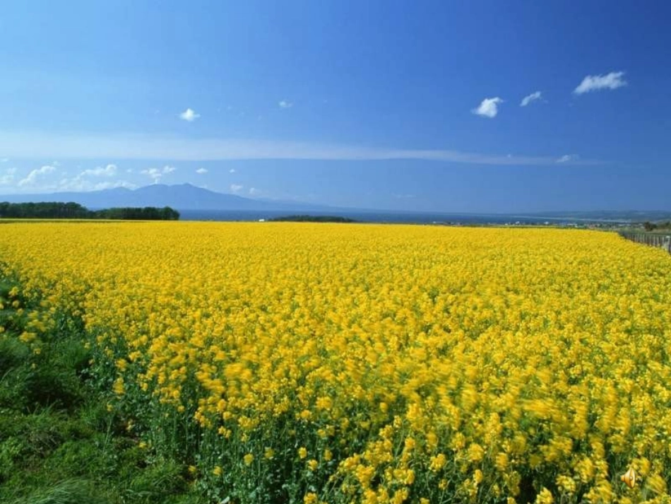 一年级下册识字1_第3页