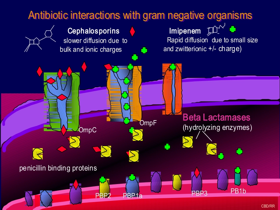 细菌耐药机制(huishi)_第2页