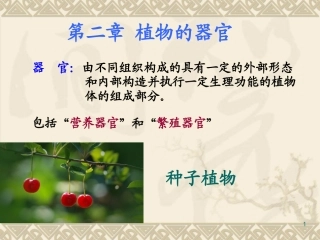 药用植物学与生药学-04根