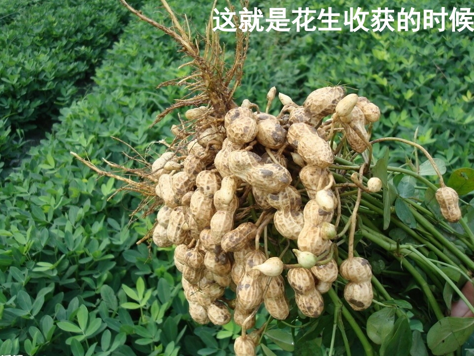 一年级数学《数花生》[1]_第3页