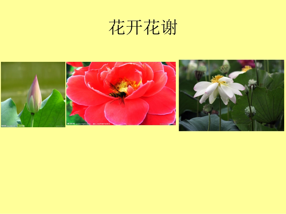 《循环小数》PPT课件_第2页