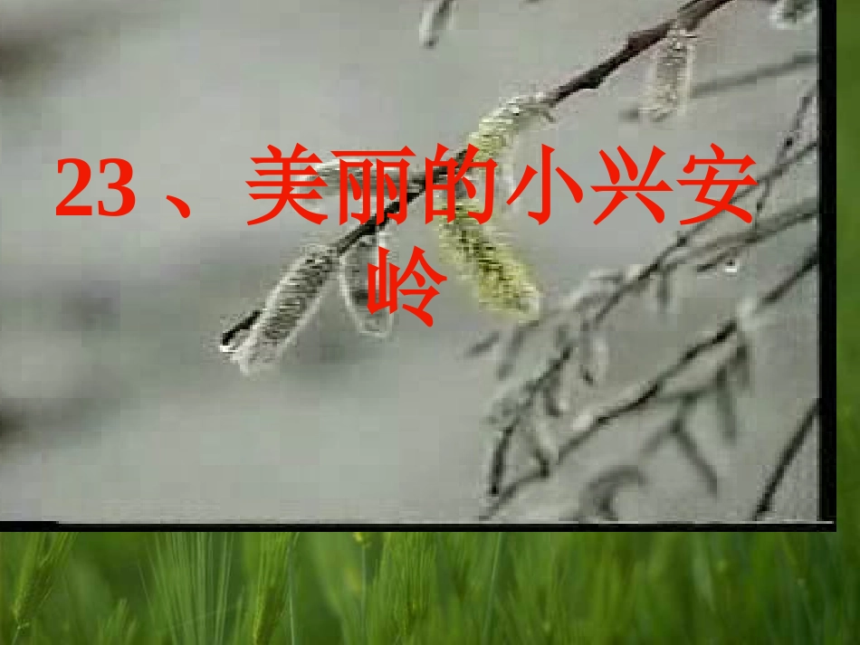 沪江小学资源网_23美丽的小兴安岭课件_2013010834624550_154_第1页