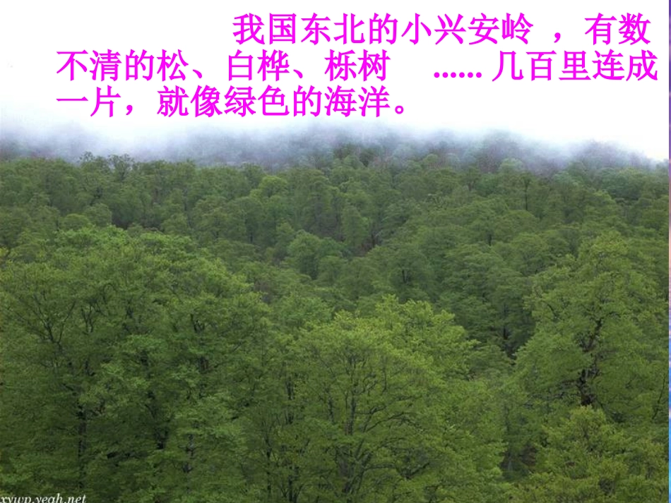 沪江小学资源网_23美丽的小兴安岭课件_2013010834624550_154_第3页