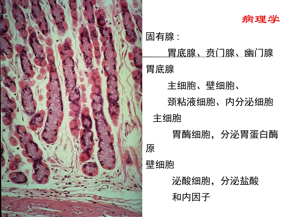 中西医结合消化系统_第3页