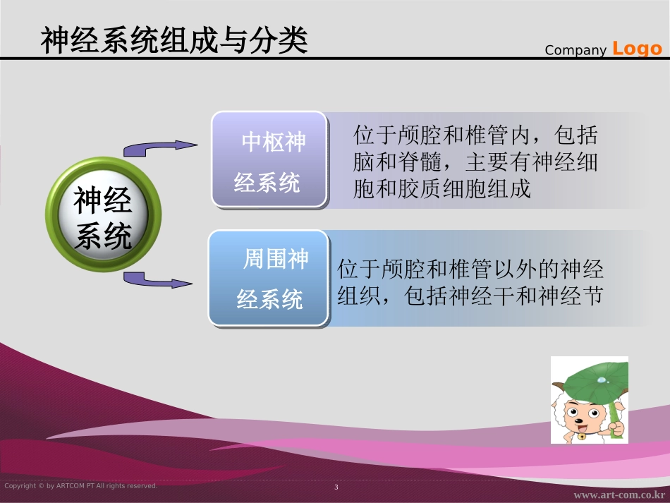 脊神经解剖与临床_第3页