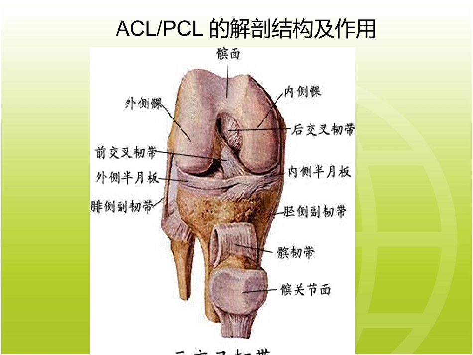 ACL-PCL术后康复_第3页