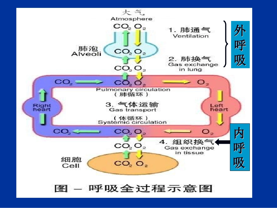 动物生理学 呼吸生理_第3页