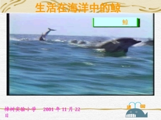 人教版小学语文五年级上册《鲸》100PPT课件