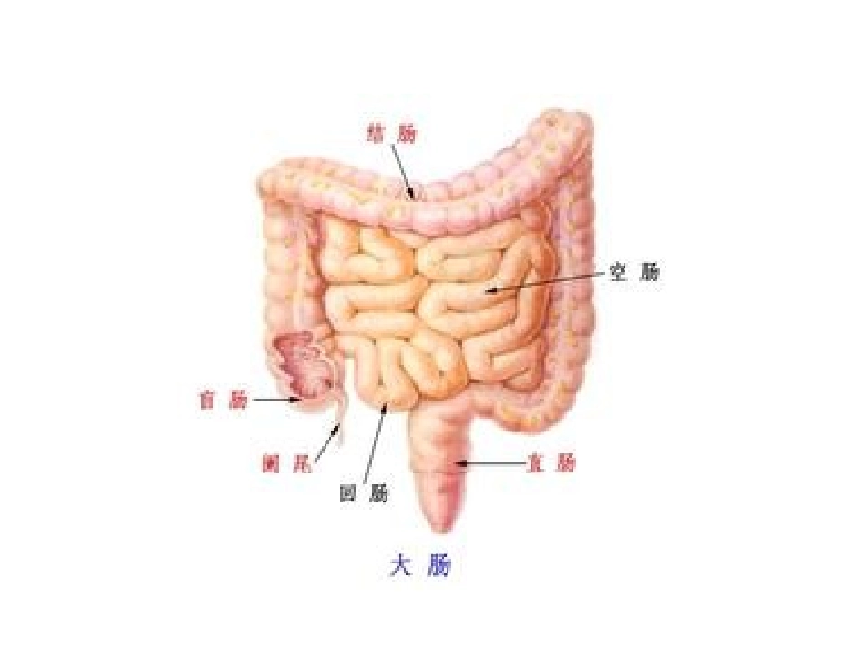 炎症性肠病讲课_第2页
