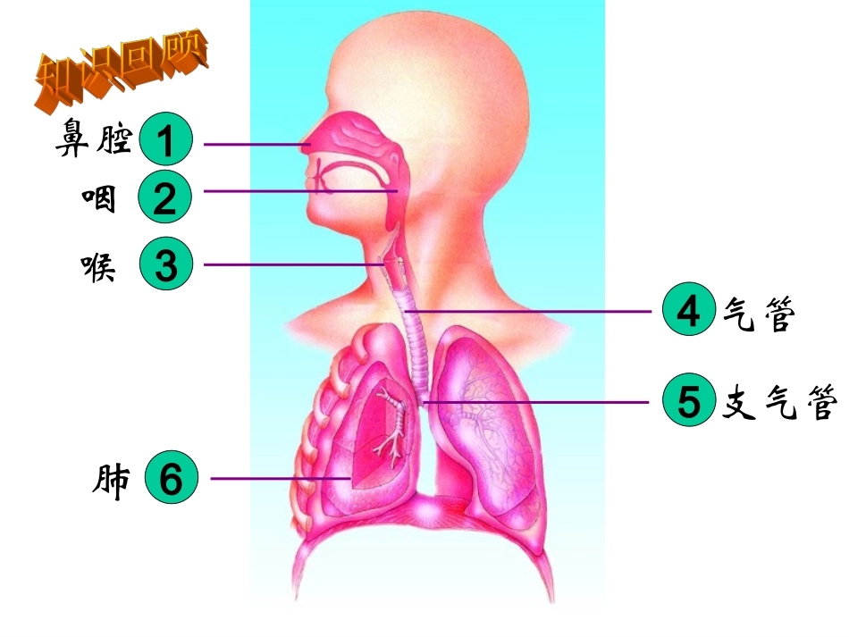 发生在肺内的气体交换(有胸腔和胸廓的区别)_第2页