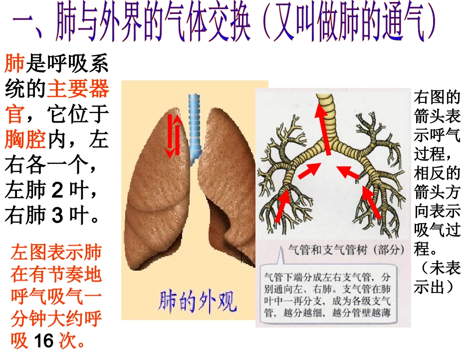 发生在肺内的气体交换(有胸腔和胸廓的区别)_第3页