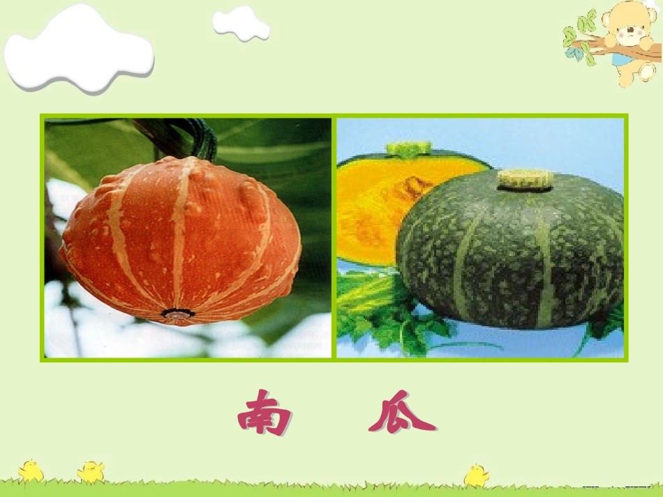 冬瓜和南瓜（课件）_第3页