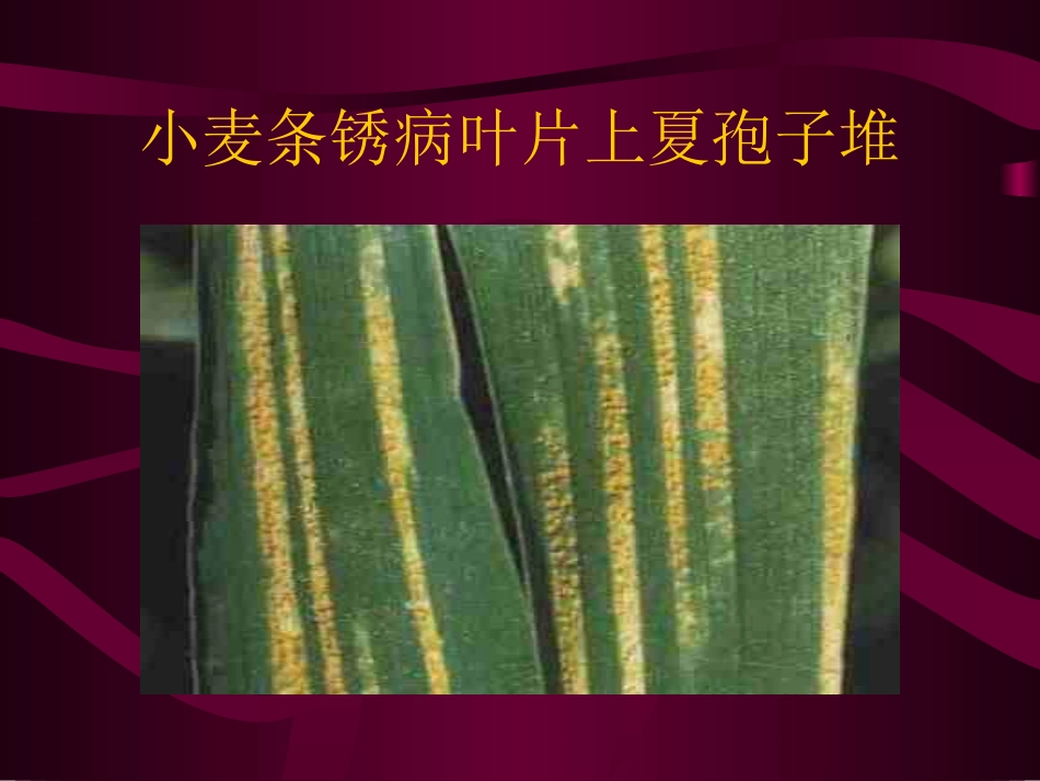 小麦病害防治技术-黑龙江农技学院_第2页