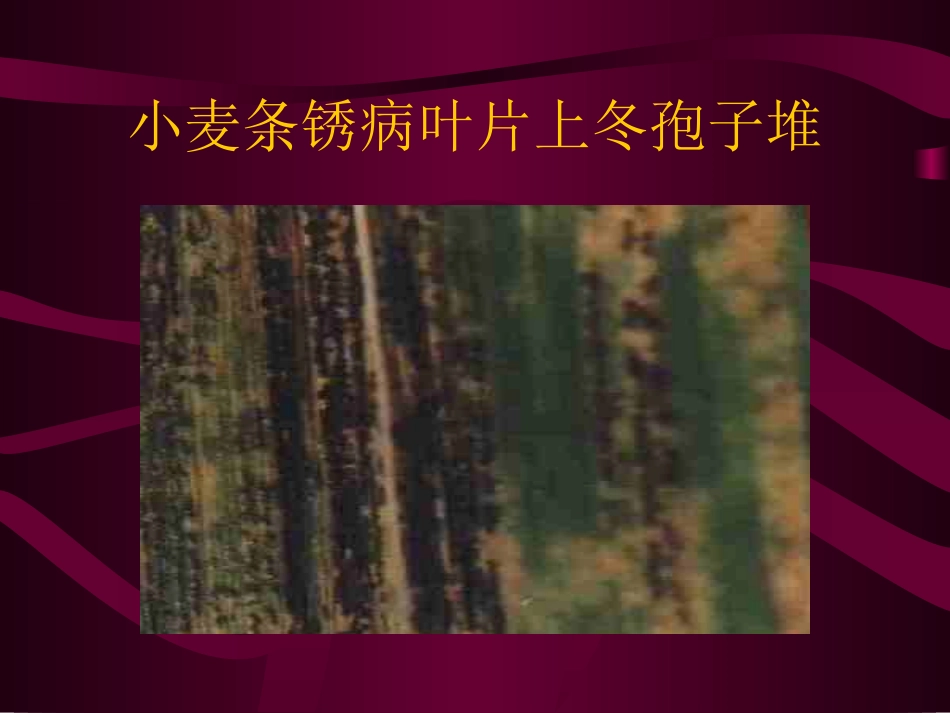 小麦病害防治技术-黑龙江农技学院_第3页