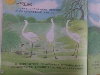 三只白鹤1(2)